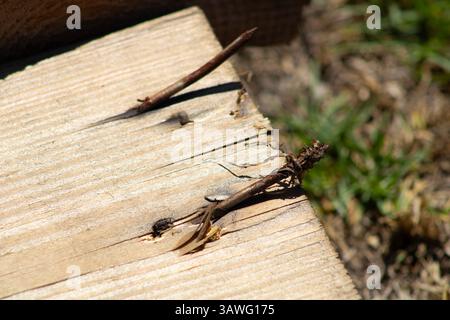 rusted nail bursting through wood Stock Photo