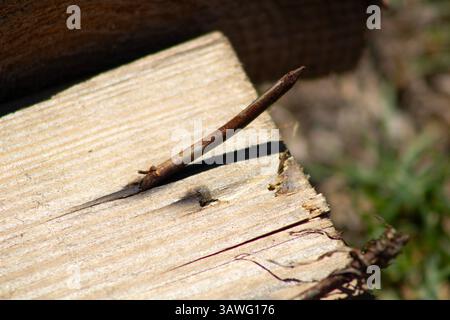 rusted nail bursting through wood Stock Photo