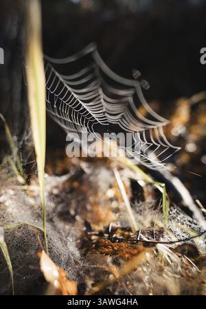 A spider's web shimmers in the morning light between the grasses and dew Stock Photo