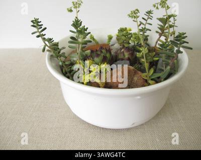 Small rock garden in a planter, flower pot with rock garden plants Stock Photo