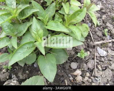 Scarlet Melissa, Monarda didyma Stock Photo