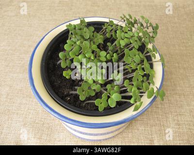 Sprouted herbs in a pot Stock Photo