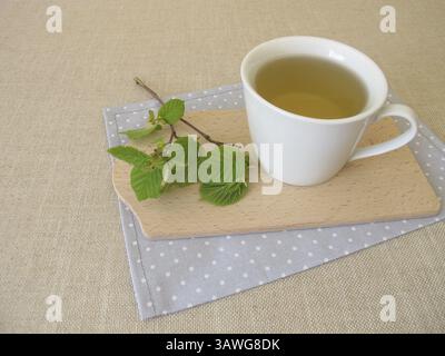 Hazelnut leaf tea and a sprig of young hazelnut leaves Stock Photo