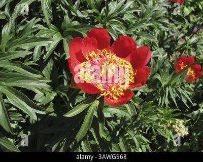 Unfilled red peony in the garden flower bed, Paeonia Stock Photo