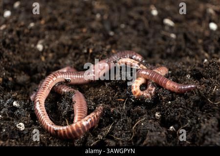 Earthworms on Soil Close-Up Macro View Stock Photo
