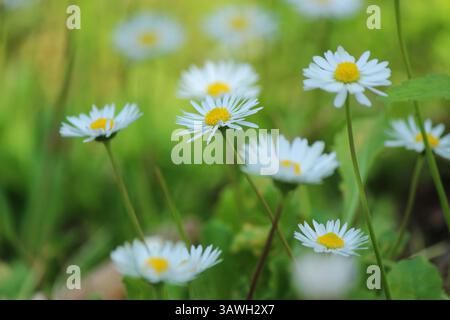 Spring daisies in the grass close up Stock Photo