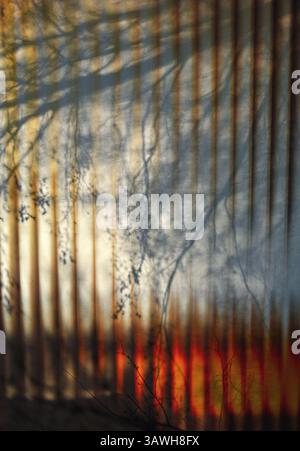 Abstract nature shot featuring vertical lines overlaid with a delicate tree branch silhouette, creating a sense of depth and mystery Vertical backdrop Stock Photo