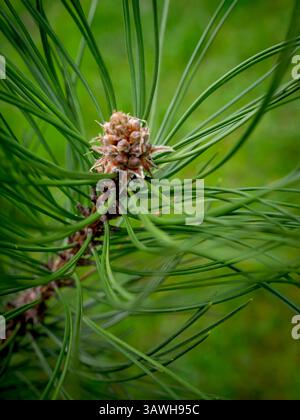 Pine cone, macro shot, close up Stock Photo