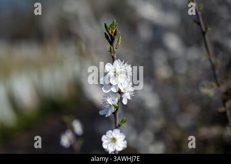 A close-up view of delicate white blackthorn blossoms (Prunus spinosa) emerging on a slender branch. Stock Photo