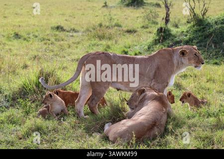 Two lionesses standing guard, attentively watching over their playful cubs amidst the lush green savanna, embodying family protection and care Stock Photo