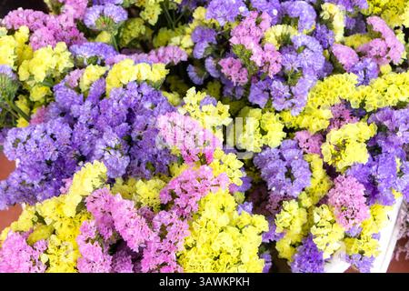 A vibrant display of colorful statice flowers Limonium sinuatum in purple, yellow, and pink hues, creating a lively and cheerful floral arrangement Stock Photo