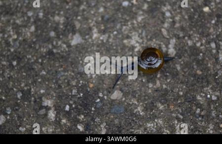 Beautiful tiny snail on the concrete road. Stock Photo