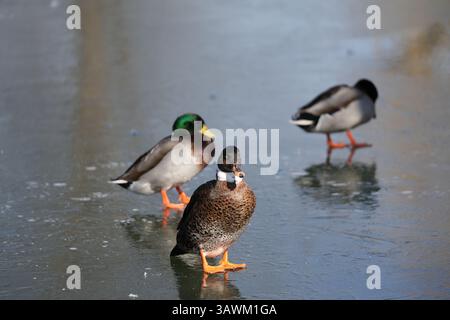A medium shot captures three ducks of varying breeds standing on a partially frozen body of water. The foreground is dominated by a striking Duclair d Stock Photo