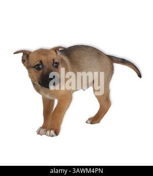 A nervous rescue puppy with expressive eyes stands on a clean white background. Perfect for pet-themed designs, adoption campaigns, or emotion-driven Stock Photo