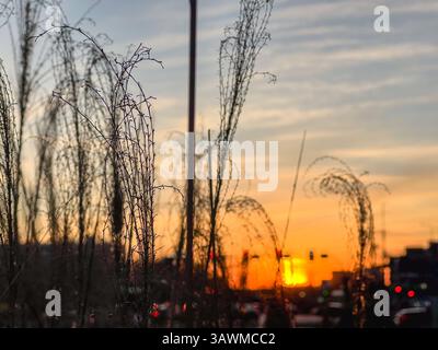 Dried grass in sharp focus creates a natural silhouette against a glowing orange sunset sky, with an urban street and blurred traffic lights in the ba Stock Photo