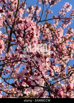 A detailed view of vibrant pink cherry blossoms in full bloom on tree branches, illuminated by warm spring sunlight against a clear blue sky, symboliz Stock Photo