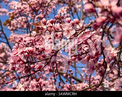 Clusters of vibrant pink cherry blossoms densely cover the tree branches, glowing under the spring sun with a vivid blue sky in the background, symbol Stock Photo
