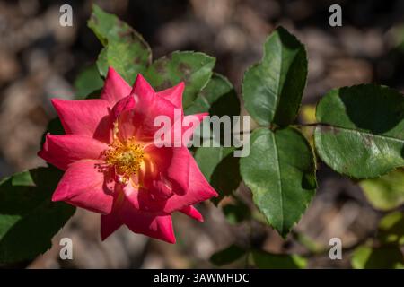 Rose flower of Rosa L. Masquerade, flowering plant in the family Rosaceae. Stock Photo