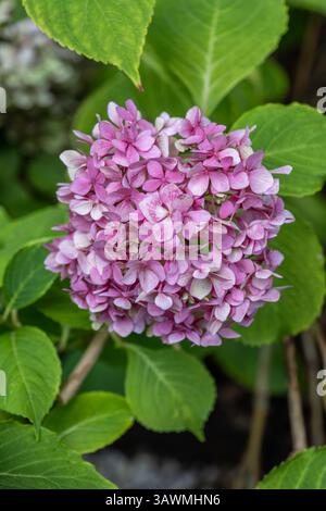 Hydrangea macrophylla (Thunberg ex Murray) hortensia flower in blossom, flowering plant, deciduous shrub in the family Hydrangeaceae, native to Japan. Stock Photo