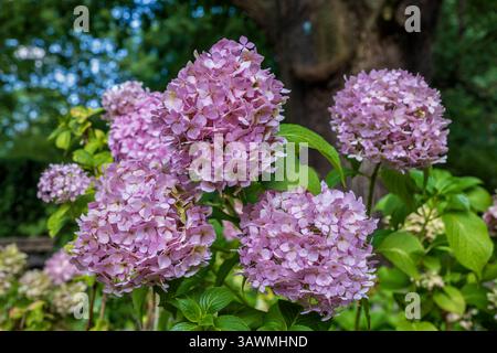Hydrangea macrophylla (Thunberg ex Murray) hortensia flowers in blossom, flowering plant, deciduous shrub in the family Hydrangeaceae, native to Japan Stock Photo