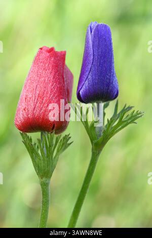 Red and purple Anemone flowers in the wild Stock Photo