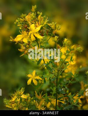St Johns wort (Hypericum maculatum) commonly known as perforate or common St John's wort is considered by many to be a medicinal plant. Stock Photo
