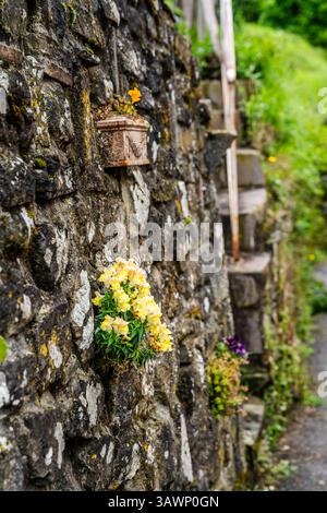 Stone wall with flower pots in a quiet alley of this historic Tuscan village in the Tuscan town Castello di Cireglio, province of Pistoia, Italy Stock Photo