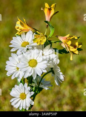 Spring time flowers, white daisies and yellow lilies in flower garden. Stock Photo