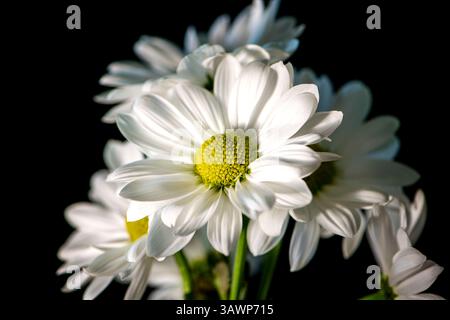 Bouquet of white daisy flowers on a black dark background Stock Photo