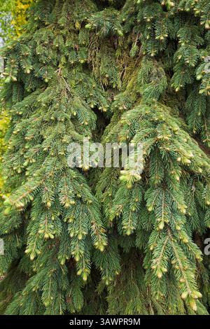 Close-up of Picea glauca 'Pendula' - White spruce tree with emerging buds in spring. Stock Photo