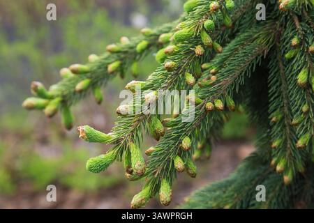 Picea glauca 'Pendula' - White spruce tree branches with emerging buds in spring. Stock Photo