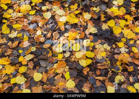 Mixed yellow and dark brown fallen deciduous tree leaves on forest floor in autumn. Stock Photo