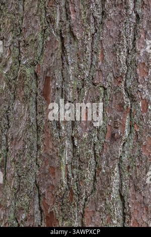 Close-up of Pinus - Red Pine tree bark covered with Bryophyta - Green Moss, Quebec, Canada Stock Photo