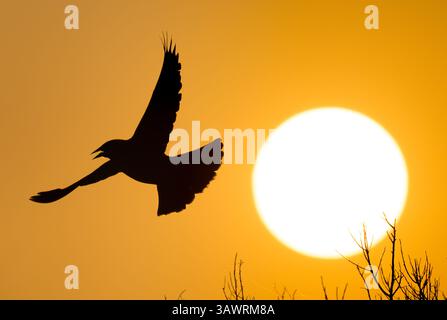 Red-winged blackbird (Agelaius phoeniceus) flying against rising sun at sunrise, Galveston, Texas, USA. Stock Photo
