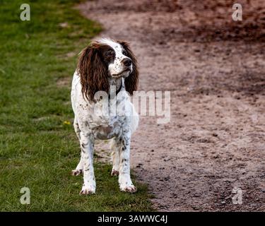 Springer Spaniel. Stock Photo
