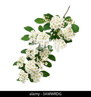 Flowering branch of spirea (Spiraea vanhouttei) with white flowers and buds isolated on white background. Stock Photo