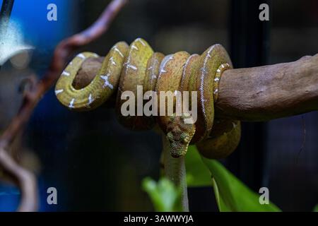A coiled brown snake wrapped around weathered tree branch in green ...