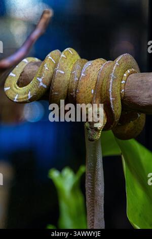 A coiled brown snake wrapped around weathered tree branch in green ...
