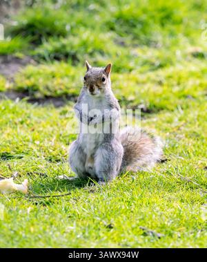Sciurus Carolinensis standing on it's hind legs surveying the area at Lochend Park, Edinburgh, Scotland, UK Stock Photo