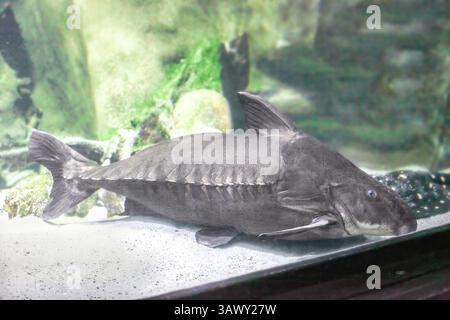 ripsaw-catfish-brown-fish-