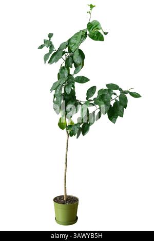 Young orange tree in a pot on a white isolated background. Fruit bush for growing in garden or orchard, decorative potted plant. Stock Photo