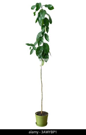 Young orange tree in a pot on a white isolated background. Fruit bush for growing in garden or orchard, decorative potted plant. Stock Photo