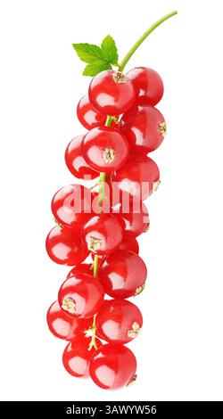 Red currants hanging on a branch isolated on white background Stock Photo