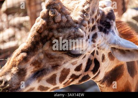 Close-Up Portrait of Giraffe Showing Distinctive Pattern and Gentle Expression Stock Photo
