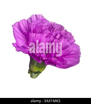 Single Purple Carnation flower (Dianthus) isolated on white background with clipping path. Floral design element for cards, invitations, posters. Stock Photo