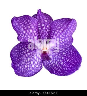Purple Vanda Orchid bud isolated on white background with clipping path. Floral design element for cards, invitations, posters. Stock Photo