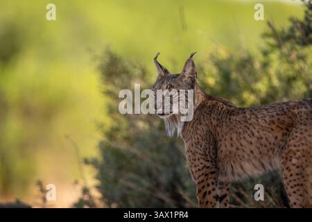A iberian lynx is resting in a shadow after try to hunt a rabbit without luck Stock Photo