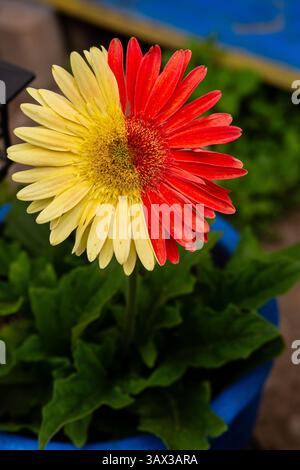 2 different colors on a single gerbera daisy flower head .  Chimeras Stock Photo