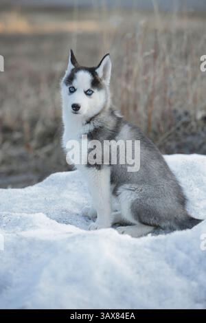 Siberian Husky puppy sitting in snow looking. Stock Photo