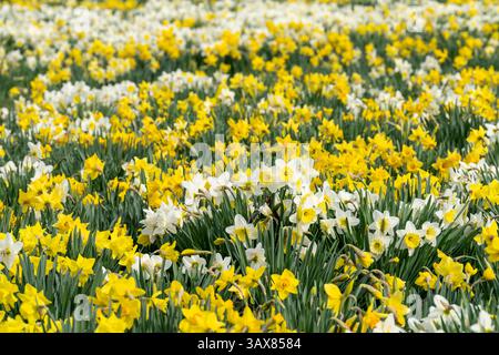 Mass planting of yellow and white daffodils in full spring bloom at a botanic garden, forming sweeping waves of color across the beds. Stock Photo